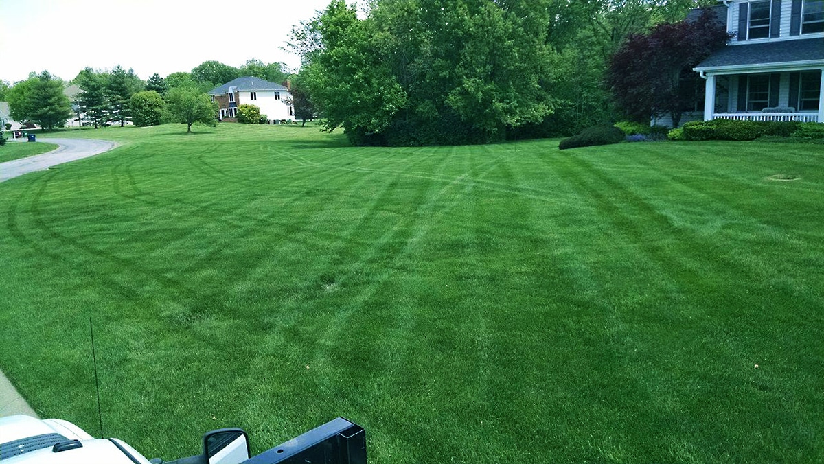 Mowed and Fertilized Lawn