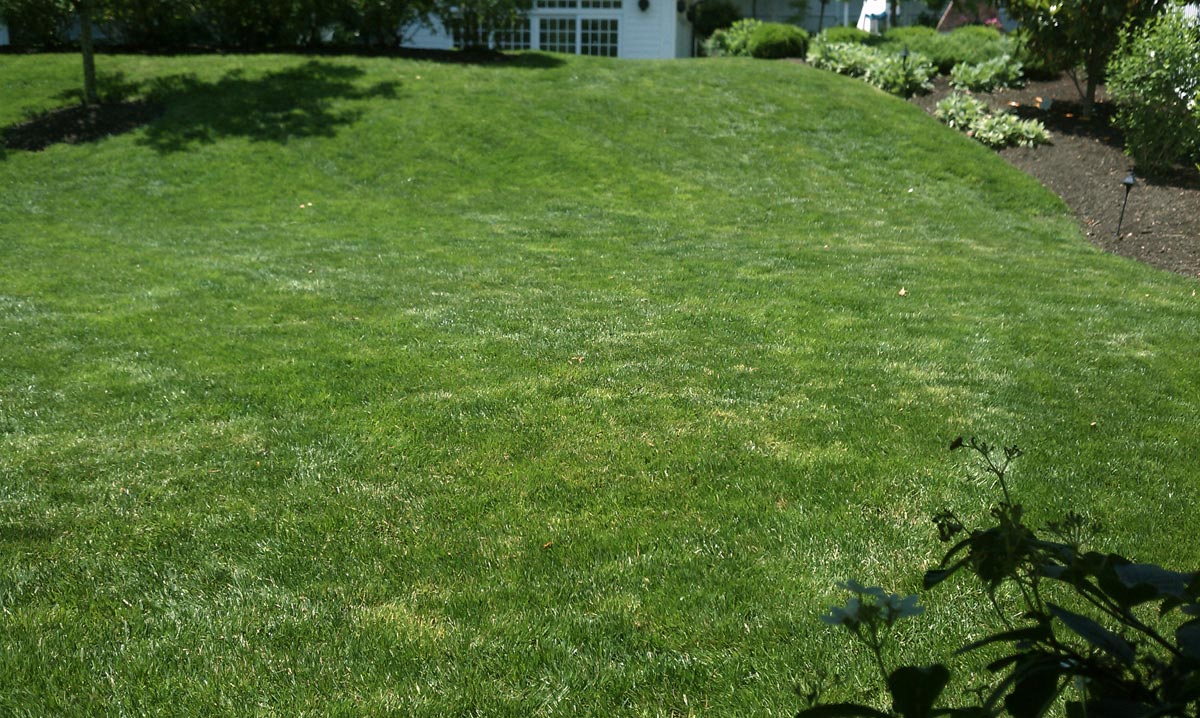 Lawn Renovation After