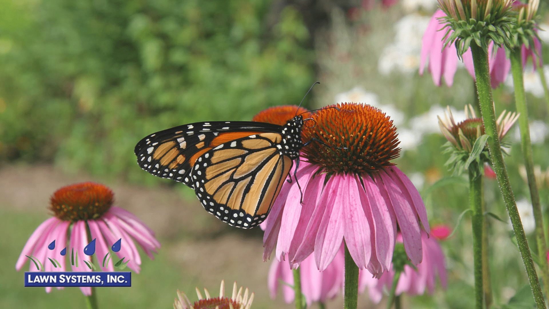 Purple Coneflower with butterfly