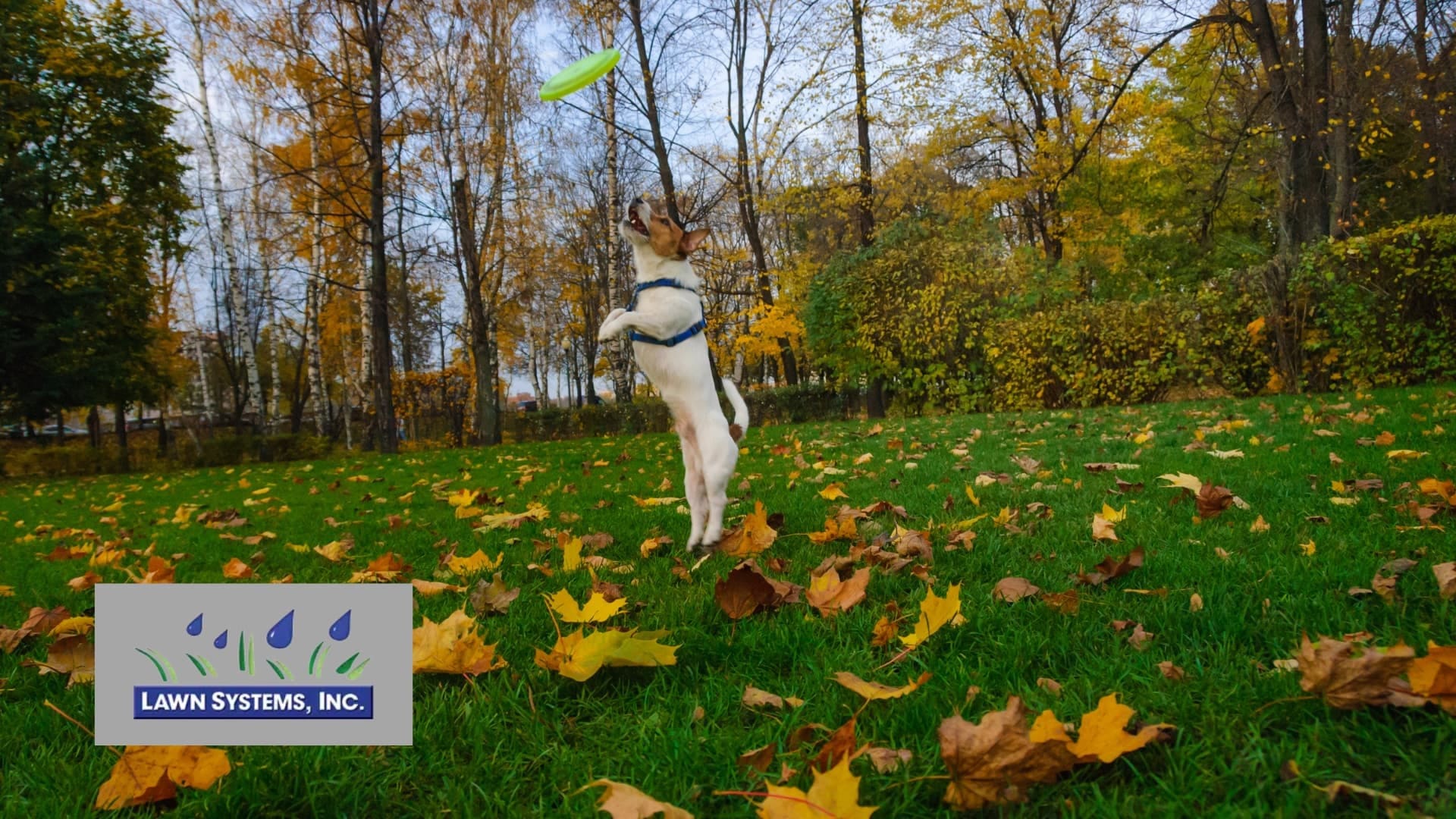 Dog catching frisbee in autumn lawn