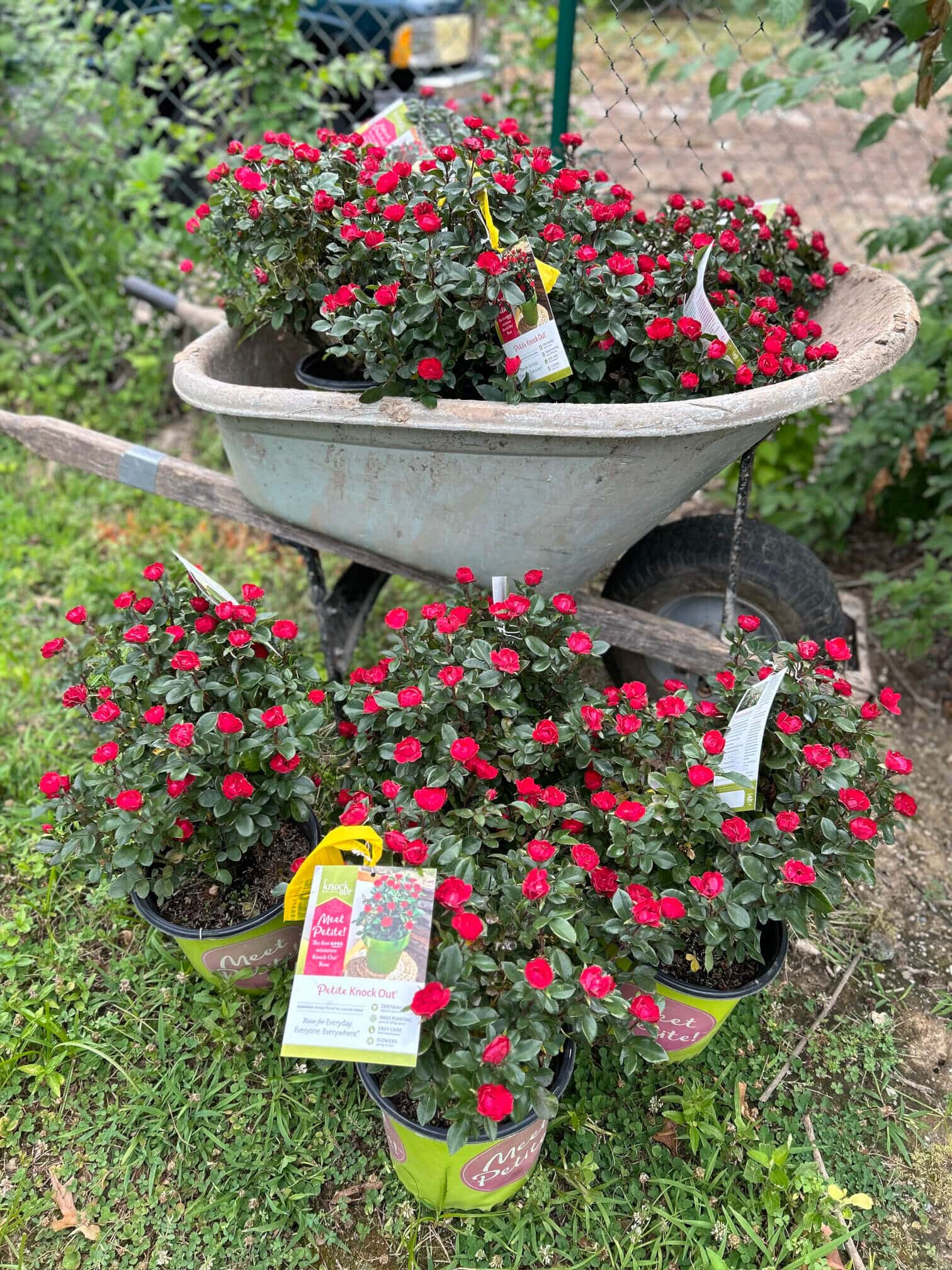 Annual flowers for landscaping