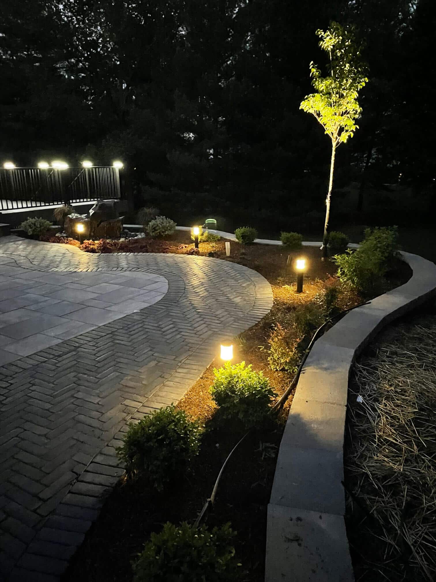 Lighted pathway highlighting trees and bushes